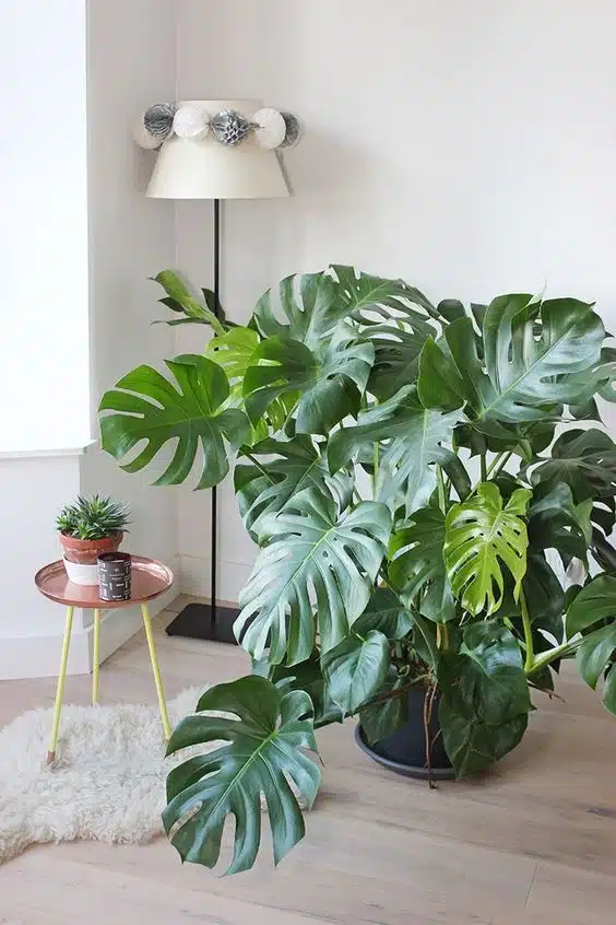2380ba7ae29718d442e5f8d0da7bf45f decorar con plantas naturales