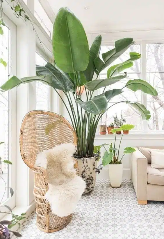 31eed5aaaccacf90e0a4f4c8f35ecee1 decorar con plantas tu casa