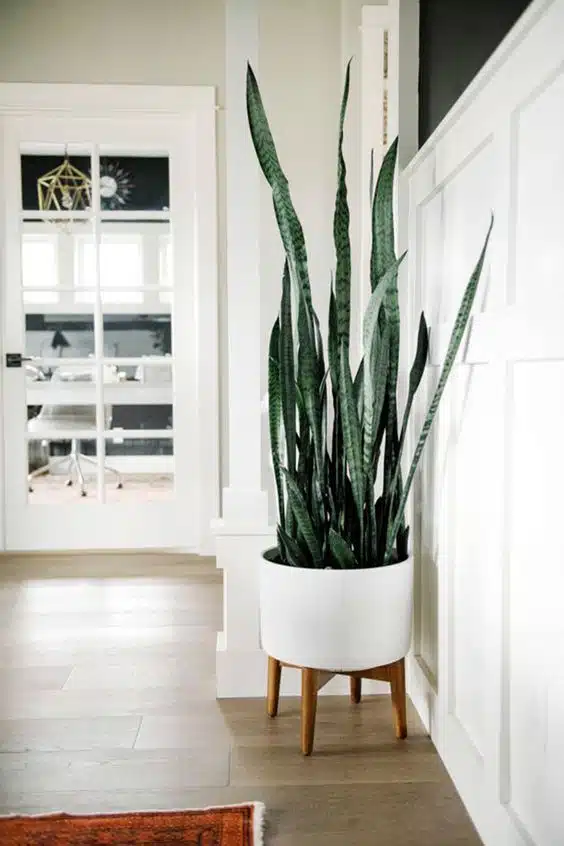 3b2b203231a1b9fe03336b130fea8390 decorar con plantas
