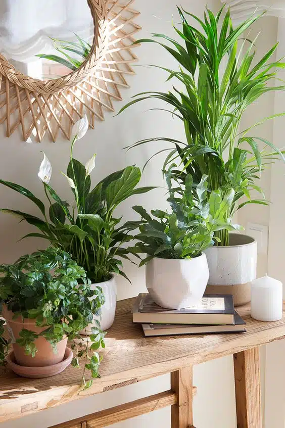 f48829cd0422f495338bd8f7aa0e247e decorar con plantas
