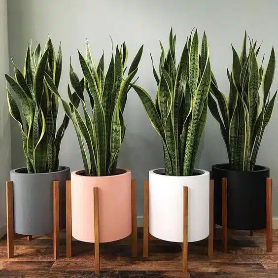 54e46766885949c4e54cf14bc192d5a6 decorar con plantas naturales, una tendencia en la decoracion de otoño