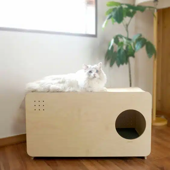mascotas gato mascotas gato