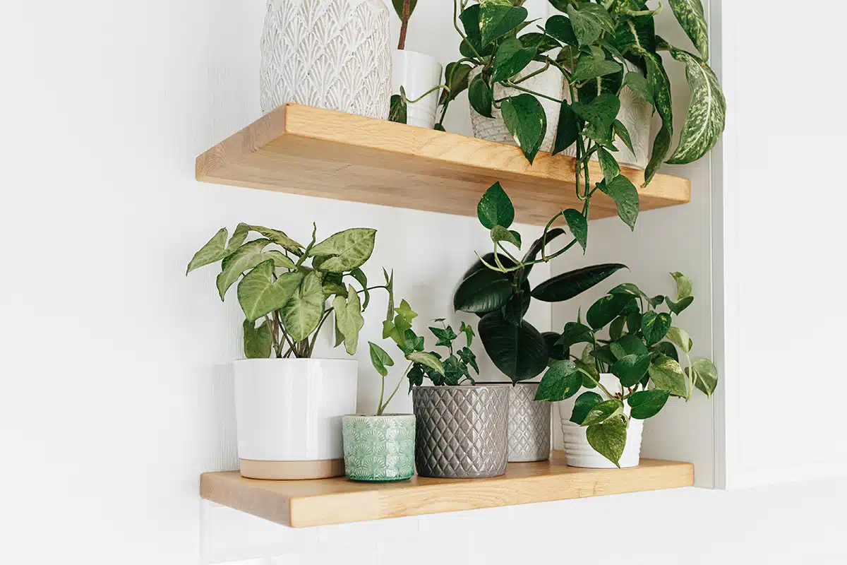 plantas cocina tendencia urban jungle