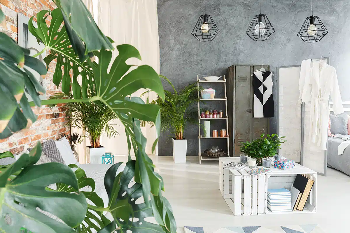 urban jungle tendencia urban jungle